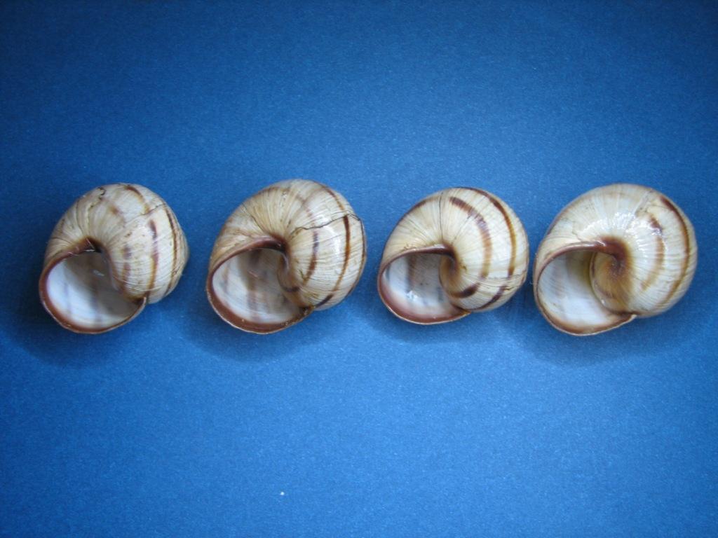 Variazioni in Helix ligata